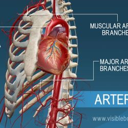 Artery vein veins arteries capillaries vessel anatomy function