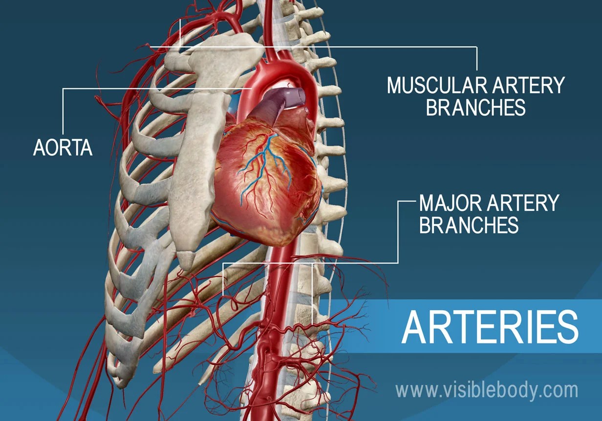 Artery vein veins arteries capillaries vessel anatomy function