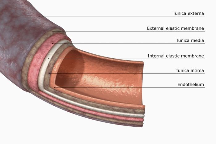 Artery arteries veins capillaries blood vessels anatomy labeled scienceabc arteritis pembuluh vessel types darah arteri carotid coronary dan bagian