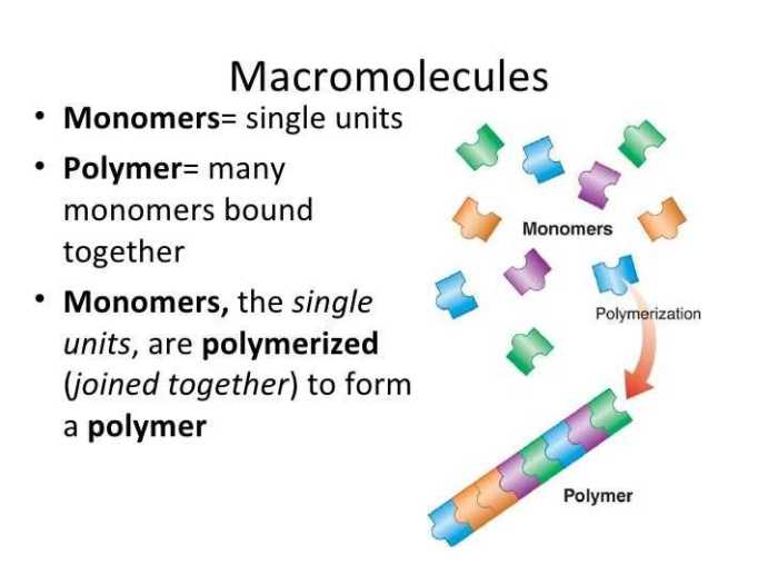 Elements and macromolecules in organisms answer key