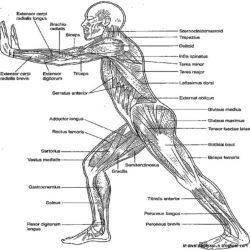 Answers for anatomy and physiology coloring workbook